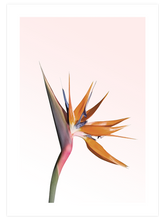 Bird Of Paradise - Art Print